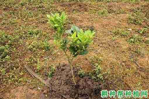 沙田柚每亩种植多少棵合适(沙田柚每亩种植多少棵苗)